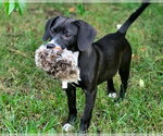 Small #4 Beagle Mix