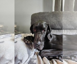 Great Dane Dogs for adoption in Buffalo, MN, USA