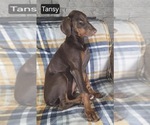 Small #3 Doberman Pinscher