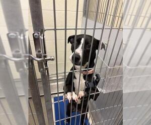 Labrador Retriever-Unknown Mix Dogs for adoption in West Valley, UT, USA