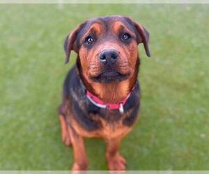 Rottweiler-Unknown Mix Dogs for adoption in Martinez, CA, USA
