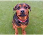 Small Rottweiler Mix