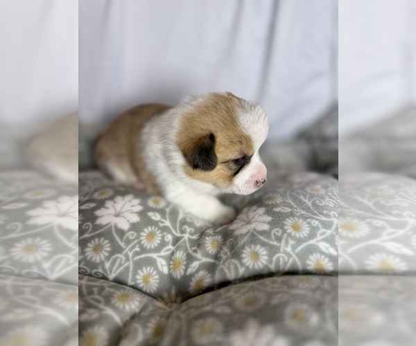 Medium Photo #12 Pembroke Welsh Corgi Puppy For Sale in GRAND RAPIDS, MI, USA