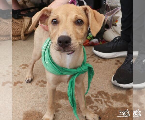 Medium Photo #4 Labrador Retriever-Unknown Mix Puppy For Sale in Washington, DC, USA