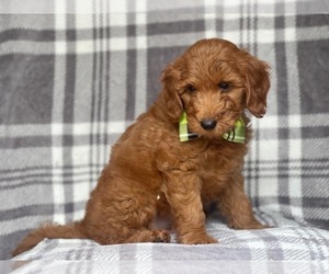 Goldendoodle-Poodle (Miniature) Mix Puppy for sale in LAKELAND, FL, USA