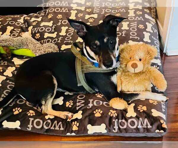 Medium Photo #10 Jack-Rat Terrier Puppy For Sale in Kennesaw, GA, USA