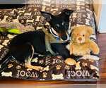 Small #9 Jack-Rat Terrier