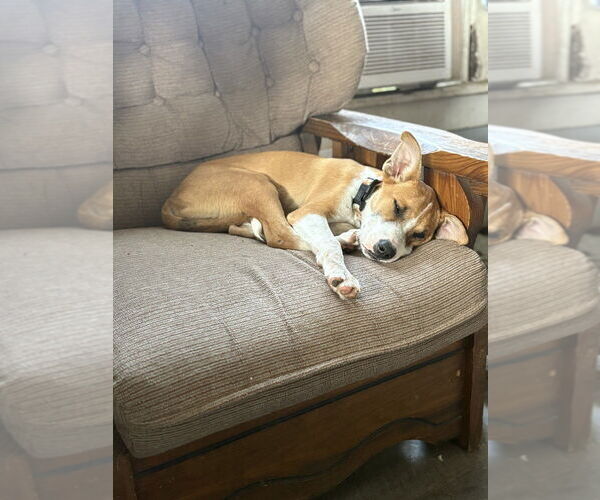 Medium Photo #2 Mutt Puppy For Sale in Evansville, IN, USA