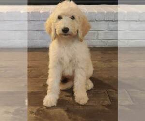 Goldendoodle Puppy for sale in METAIRIE, LA, USA
