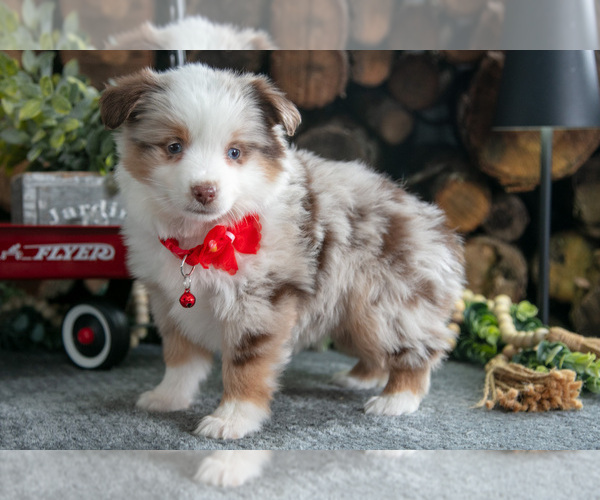 Medium Photo #35 Miniature Australian Shepherd Puppy For Sale in MILLERSBURG, OH, USA