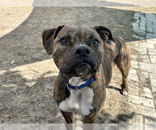 Medium Photo #2 American Pit Bull Terrier-Unknown Mix Puppy For Sale in Ocala, FL, USA