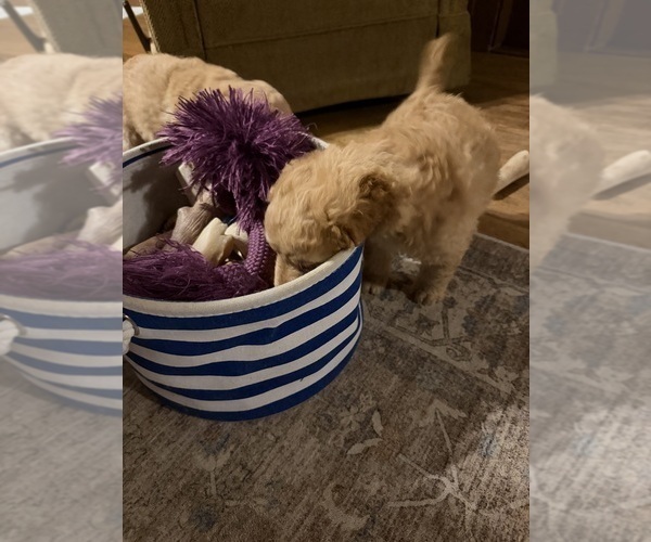 Medium Photo #45 Aussiedoodle Puppy For Sale in ASHEVILLE, NC, USA