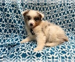 Small #14 Australian Shepherd