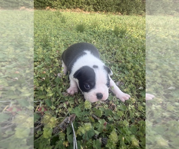 Medium Photo #1 Boston Terrier Puppy For Sale in FREDONIA, KS, USA