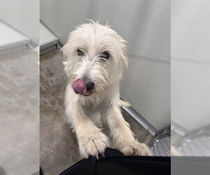 Poodle (Miniature)-Unknown Mix Dogs for adoption in Temple, TX, USA
