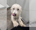 Small Poodle (Miniature) Mix