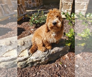 Goldendoodle-Poodle (Toy) Mix Puppy for sale in WOODSTOCK, GA, USA