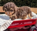 Puppy Bambi Poodle (Toy)