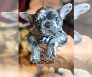 French Bulldog Puppy for sale in BUCKS BAR, CA, USA