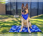ROODY - Male German Shepherd Dog Dog for Adoption - Small photo