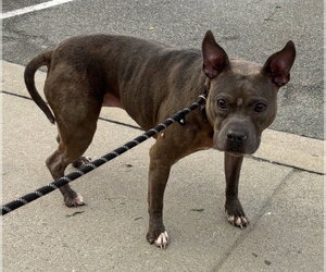 Mutt Dogs for adoption in Glen Allen, VA, USA