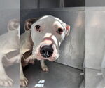 Small American Pit Bull Terrier Mix