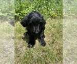 Small #16 Goldendoodle