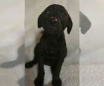 Small #3 Labrador Retriever Mix