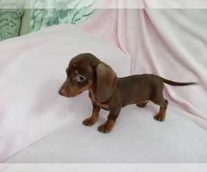 Dachshund Puppy for sale in LAUREL, MS, USA