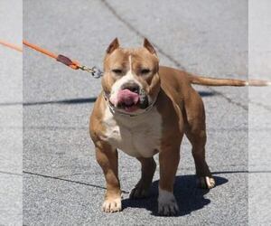 Father of the American Bully puppies born on 12/29/2022
