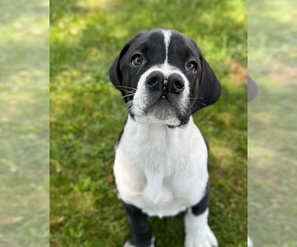 Medium Photo #1 Boxador Puppy For Sale in Costa Mesa , CA, USA