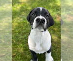 Small Boxador