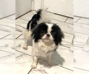 Japanese Chin Dogs for adoption in St. Louis Park, MN, USA