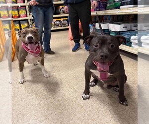 Linus - Male American Staffordshire Terrier-Unknown Mix Dog for Adoption - Photo #2