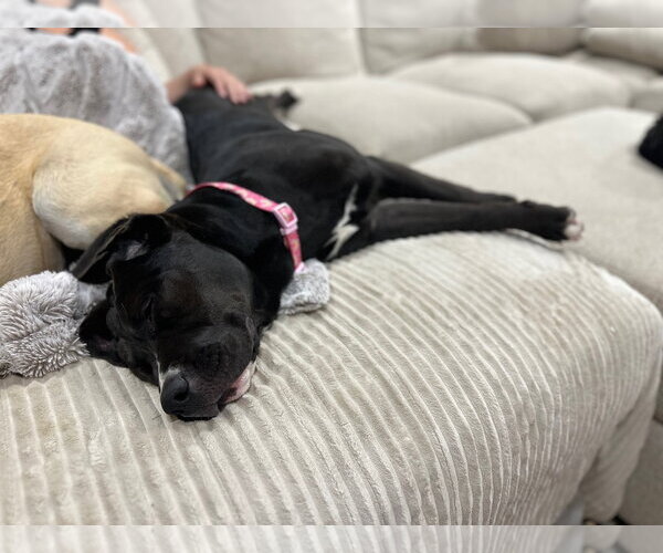 Medium Photo #6 Mastiff-Unknown Mix Puppy For Sale in Sandy, UT, USA
