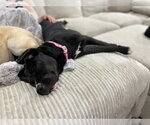 Small #5 Mastiff Mix
