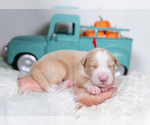 Small #3 Border Collie