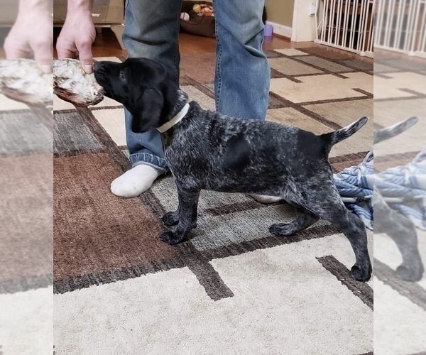 Medium Photo #3 German Shorthaired Pointer Puppy For Sale in SANBORN, NY, USA