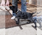 Small Photo #3 German Shorthaired Pointer Puppy For Sale in SANBORN, NY, USA