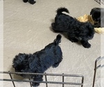 Small Photo #8 Shih Tzu Puppy For Sale in GLOUCESTER, VA, USA