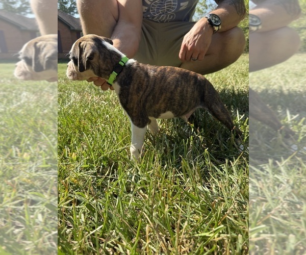 Medium Photo #3 Boxer Puppy For Sale in SCOBEY, MS, USA