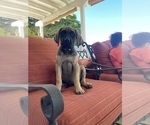 Puppy 1 Mastiff