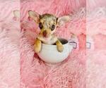 Small #9 Chihuahua