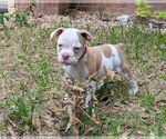 Small #5 Olde English Bulldogge
