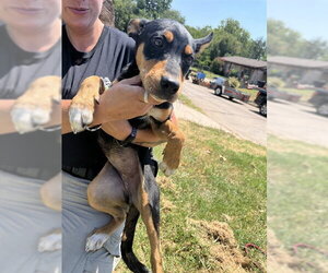 Mutt Dogs for adoption in Oklahoma City, OK, USA