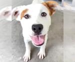 Small #2 Mutt