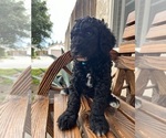 Puppy Blue collar Poodle (Standard)