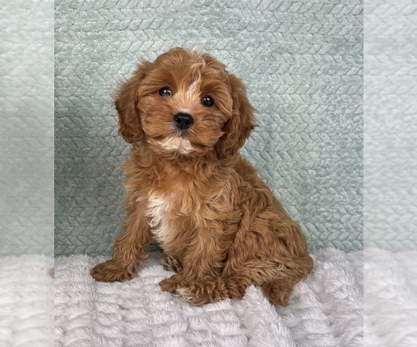 Medium Photo #7 Cavapoo Puppy For Sale in FRANKLIN, IN, USA