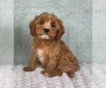 Small #6 Cavapoo