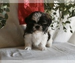 Small Photo #2 Shih Tzu Puppy For Sale in MILLERSBURG, OH, USA